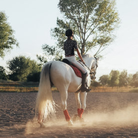Dressage