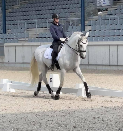 Dressage competitions